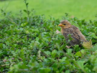 Little bird waiting for mother to come back.