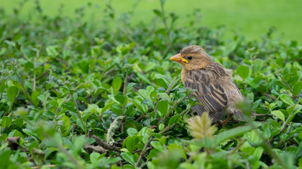 Little bird waiting for mother to come back.