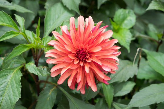 Dahlia or Dalia Flower in the garden