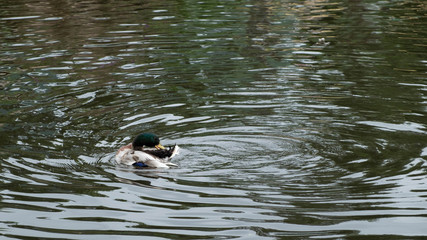 Ducks are floating on the water and clean themselves.