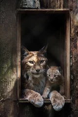 Fotobehang Eurasian lynx (Lynx lynx) © Birute Vijeikiene