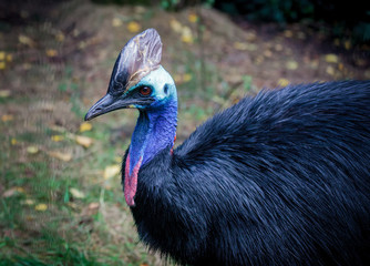 Southern cassowary in a zoo