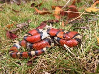 Scarlet snake (Cemophora coccinea)