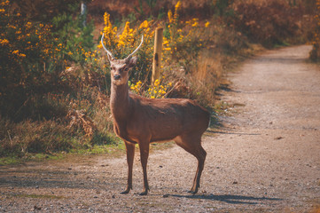 Deer buck standing on a road