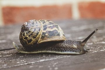 Snail on a wooden bench