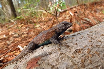 Eastern fence lizard (Sceloporus undulatus)