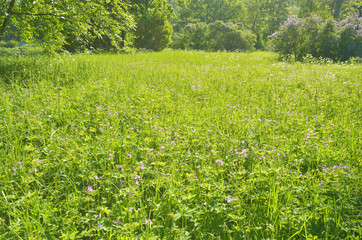 Obraz premium The natural landscape in the spring.