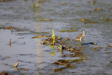 Squacco Heron bird