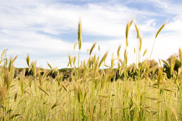 Wheat field