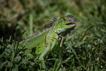 Obraz premium Green iguana (Iguana iguana) 
