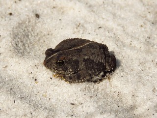 Oak toad (Anaxyrus quercicus)