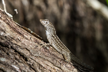 Brown anole (Anolis sagrei)