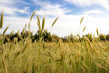 Wheat field