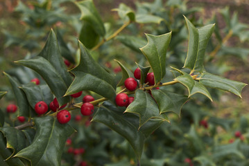 Ilex aquifolium