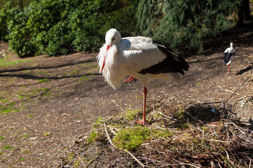 Storch auf einem Bein