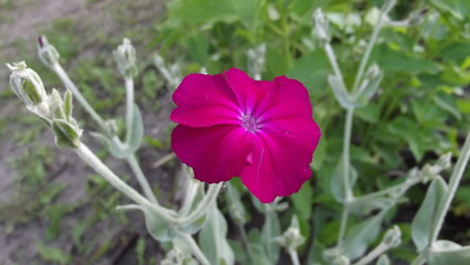 Fototapeta premium Amazing flower grows right in the yard