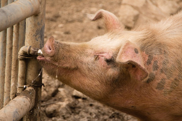 Schwein s&auml;uft trinkt Wasser Wasserleitung Wasserspender Spender
