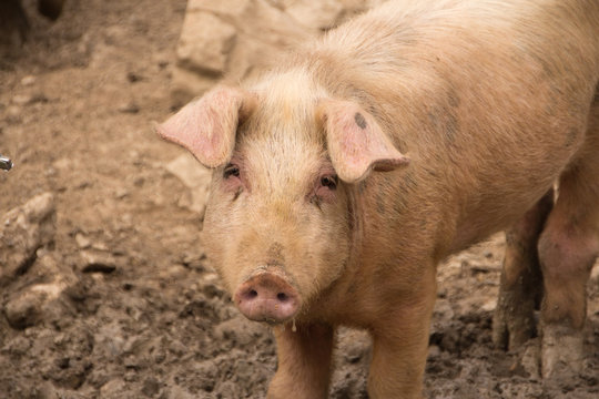 Schwein guckt traurig von vorne Freiland Haltung
