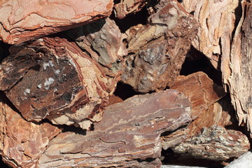 Crushed bark of a tree