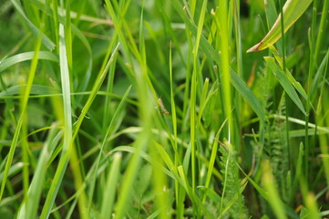 Grasshopper in the grass