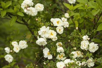 Rosa pimpinellifolia, the burnet rose (also known as Scotch Rose), which is particularly associated with Scotland, where it is traditionally referenced in poetry and song.