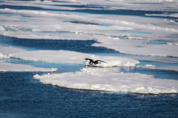 Arctic seascape