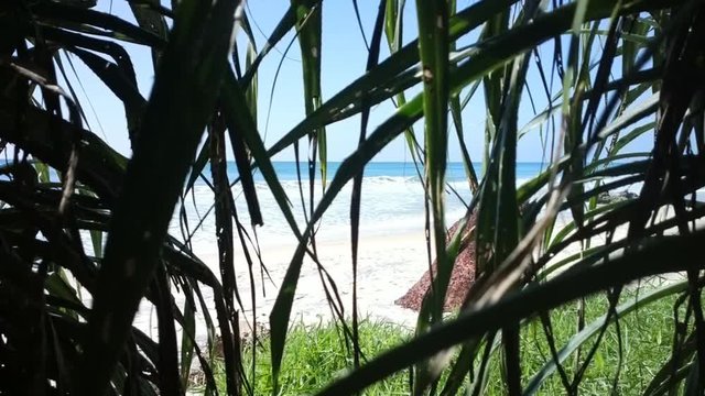 View from grass jungle on Indian ocean. Screenplay of ambush of savages - now people with spears will pop up on beach and steal bikini girl
