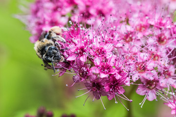 Pink Bee