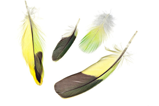 bird feathers on a white background/ flight, steering, cover, feather, bird feathers on a white background