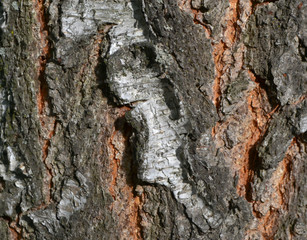 Tree and tree bark close up view.