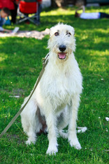 dog breed Irish Wolfhound