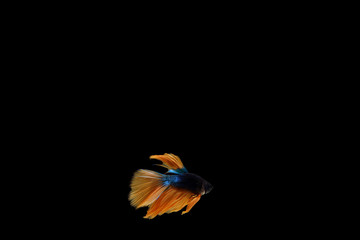 Bite fish is slender, long and flat. The head is small Anal fins long to the caudal fin flat, with respiratory organs on the surface. © ATIPPORN