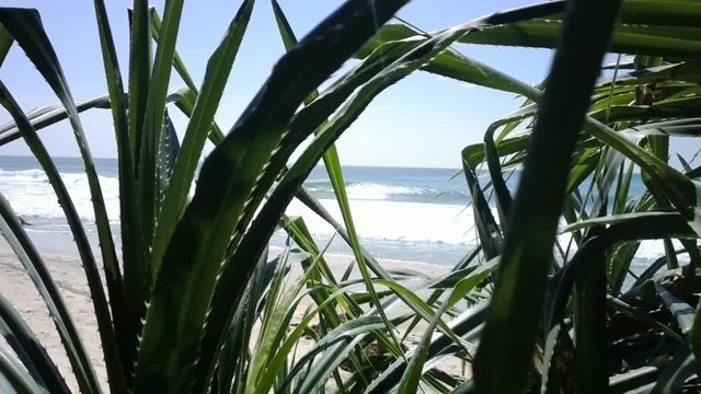 View from grass jungle on Indian ocean. Screenplay of ambush of savages - now people with spears will pop up on beach and steal bikini girl
