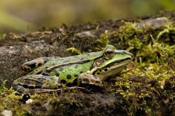 Wasserfrosch