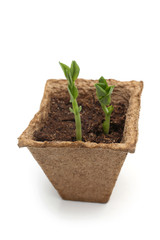 Young sprouts of pea in peat pot