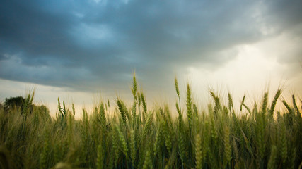 Spikelets of wheat in a field with grain, against a background of gray, blue, storm clouds, summer....