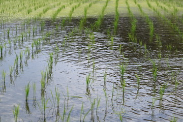 rice field