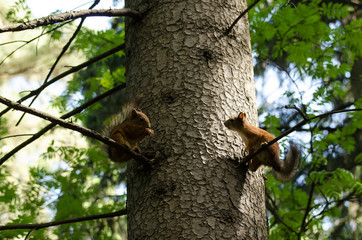 two squirrels in the tree