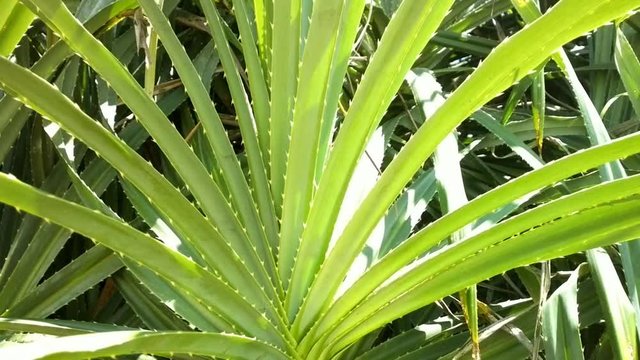 Wild aloe on coast of the Arabian sea
