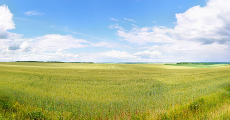 Fototapeta premium panoramic photo of green wheat field