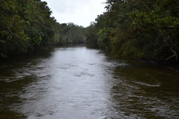 river in jungle
