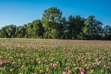 Obraz premium Mohnblumenfeld in Gunskirchen