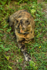 Cat lying on the grass in the forest