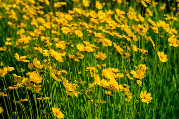 Glade with yellow flowers for background