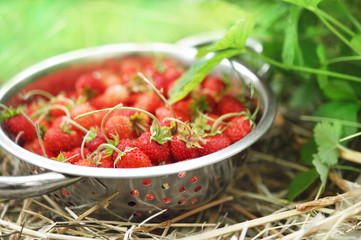 Colander of wild strawberries on bushes background in garden, selective focus