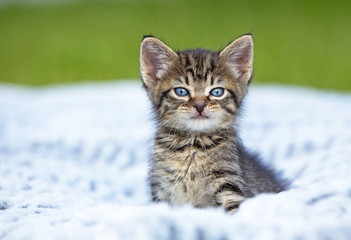 A gray striped kitten