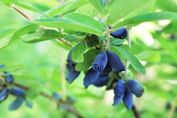 Honeysuckle berries on shrub