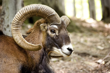Head of Wild Muflon Goat