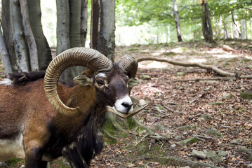 Portrait of Wild Muflon Goat