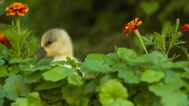 Cute domestic gosling walking in green grass outdoor